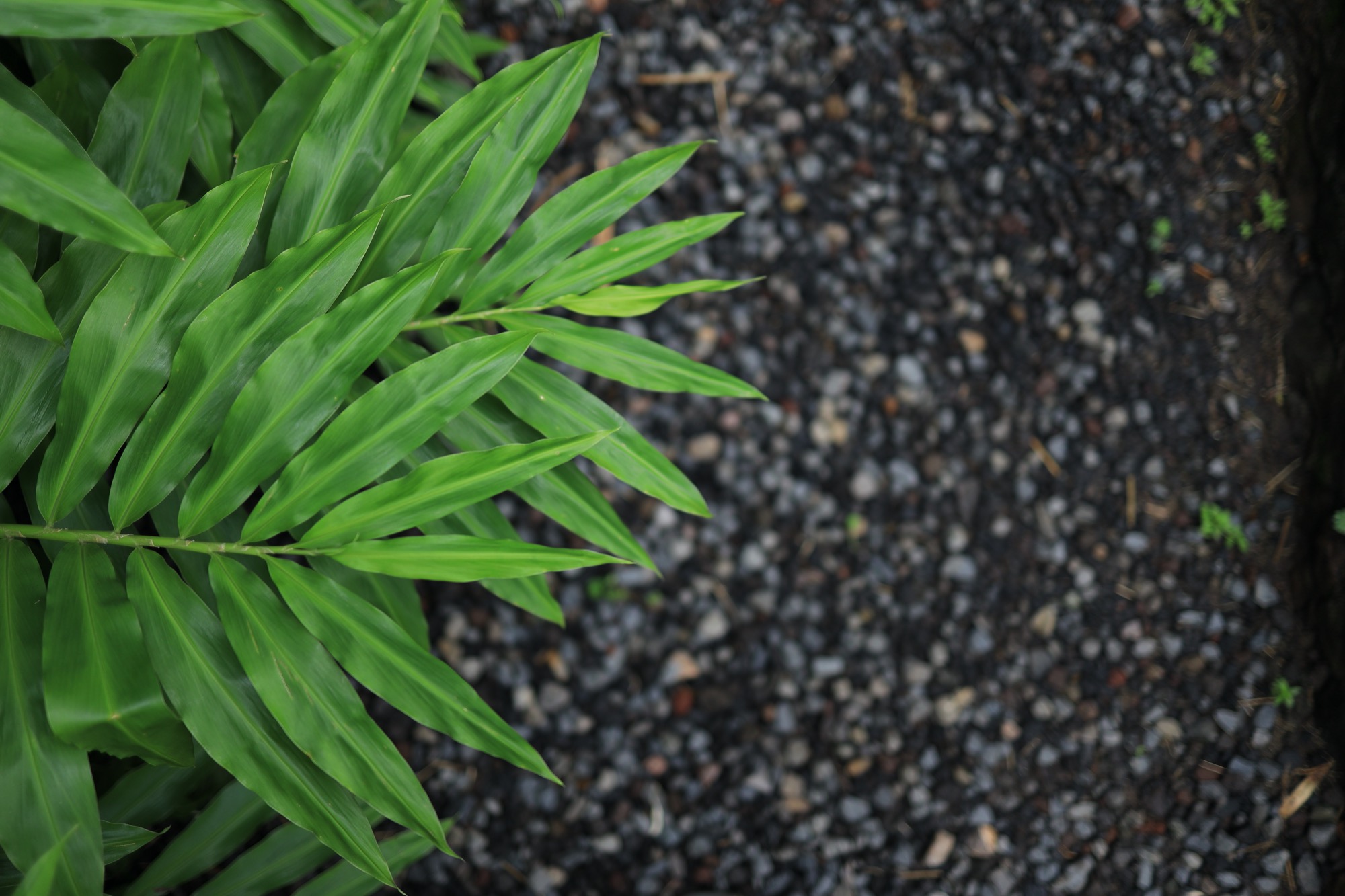 Tropical leaves over volcanic gravel