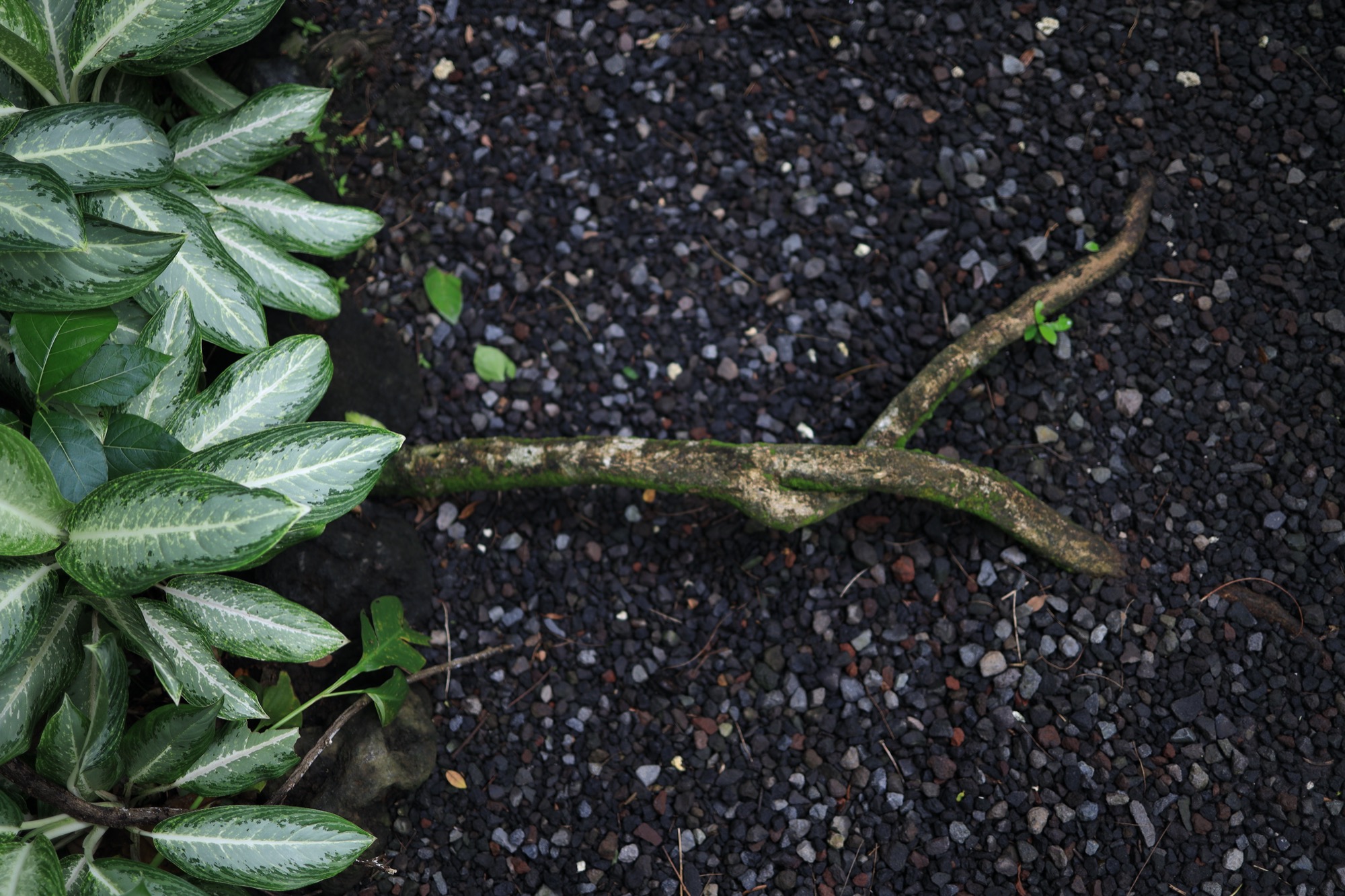 Variegated leaves and a branch on dark gravel