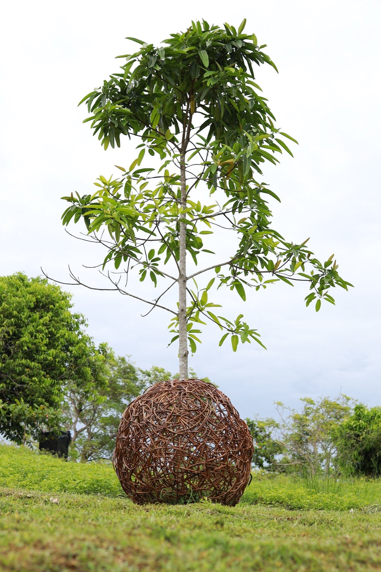 A young tree growing from a woven sphere root ball